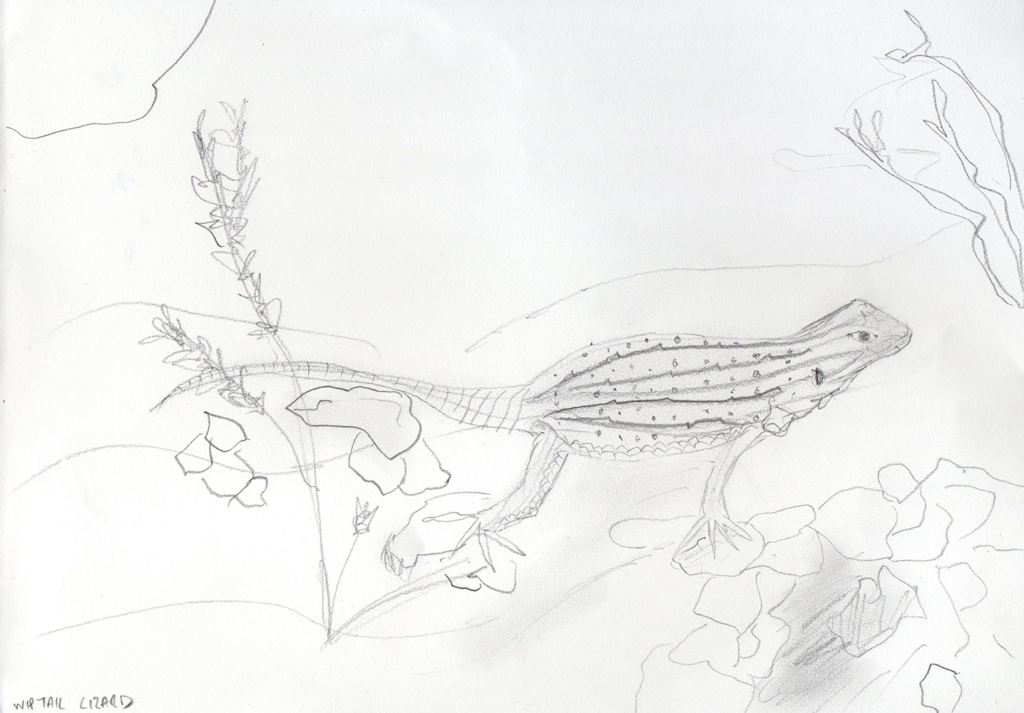 Wiptail Lizard (Pencil sketch on paper, 29.7x21cm), 2019